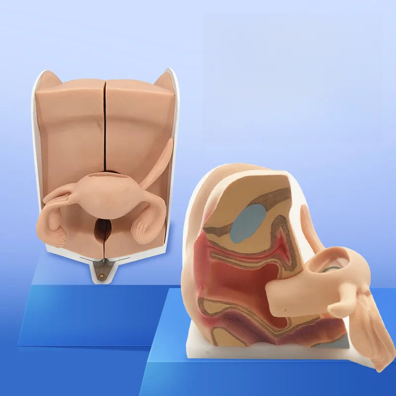 Female Contraceptive Guidance Uterus Model Gynecological Educational Teaching Tool luvshop24