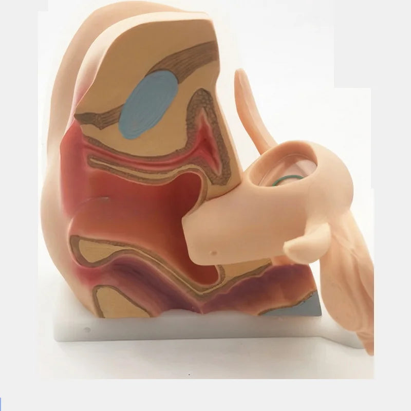 Female Contraceptive Guidance Uterus Model Gynecological Educational Teaching Tool luvshop24