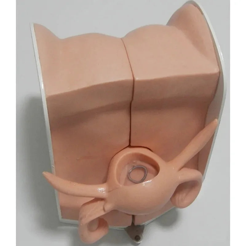 Female Contraceptive Guidance Uterus Model Gynecological Educational Teaching Tool luvshop24