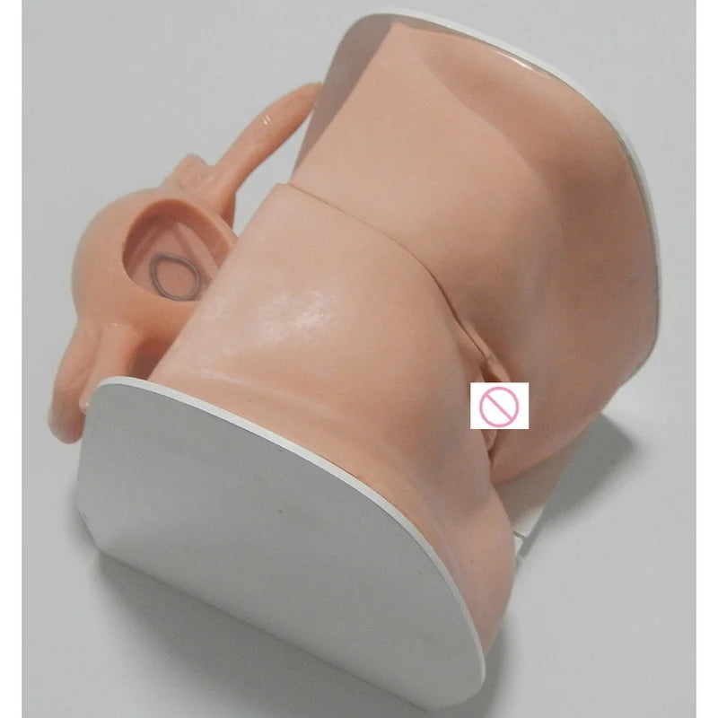 Female Contraceptive Guidance Uterus Model Gynecological Educational Teaching Tool luvshop24