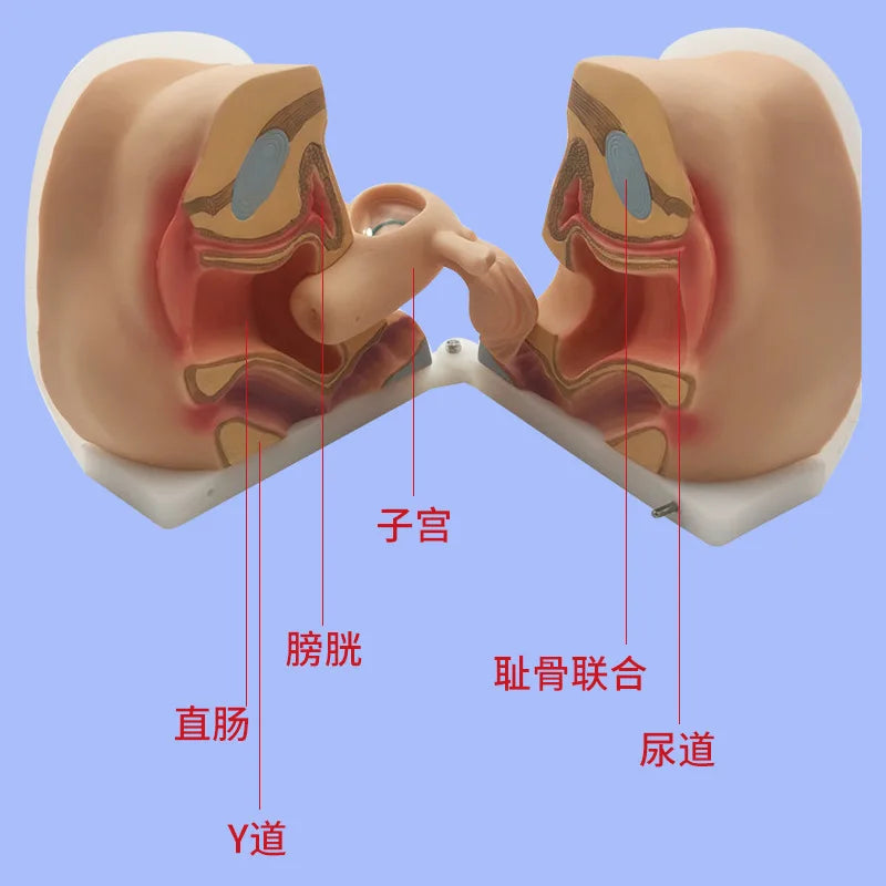 Female Contraceptive Guidance Uterus Model Gynecological Educational Teaching Tool luvshop24