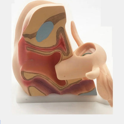Female Contraceptive Guidance Uterus Model Gynecological Educational Teaching Tool luvshop24