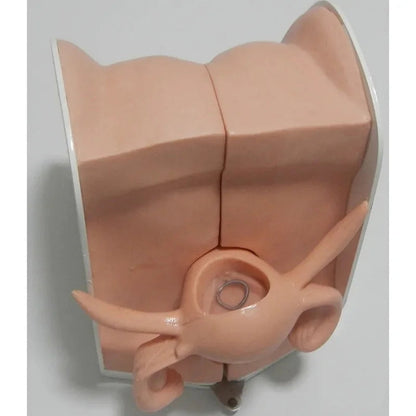 Female Contraceptive Guidance Uterus Model Gynecological Educational Teaching Tool luvshop24